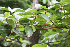 Artocarpus hypargyreus